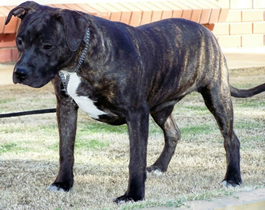 DDDawgs Original Sin